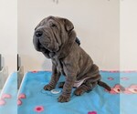 Puppy Puppy 3 Chinese Shar-Pei