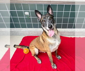 FLOKI - Male German Shepherd Dog-Unknown Mix Dog for Adoption - Photo #3