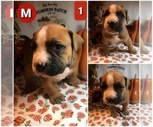 American Bully Puppy for sale in BURLINGTON TOWNSHIP, NJ, USA