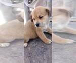 Small Photo #1 Great Pyrenees-Rottweiler Mix Puppy For Sale in SALEM, AR, USA