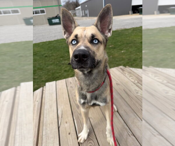 Medium Photo #3 Gerberian Shepsky Puppy For Sale in Pierceton , IN, USA