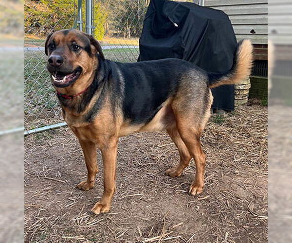 Medium Photo #6 Mutt Puppy For Sale in Lake Wylie, SC, USA