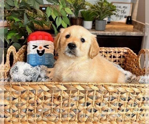 Medium Photo #3 Golden Retriever Puppy For Sale in INDIANAPOLIS, IN, USA