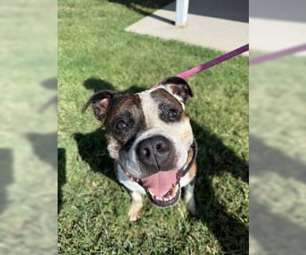 Medium Photo #3 Bullypit Puppy For Sale in Glen Allen, VA, USA