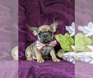 French Bulldog Puppy for sale in QUARRYVILLE, PA, USA