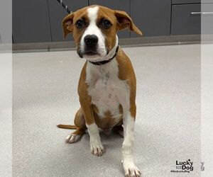 Timmy - Male Boxador Dog for Adoption - Photo #2