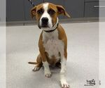 Small Photo #2 Boxador Puppy For Sale in Washington, DC, USA