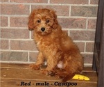 Small #1 Cavapoo