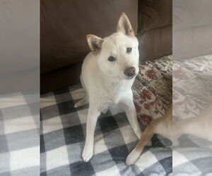 Shiba Inu Dogs for adoption in Lakewood, CO, USA