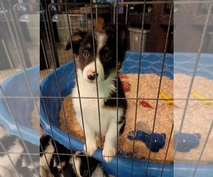 Border Collie Puppy for sale in MILES CITY, MT, USA
