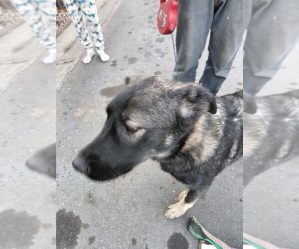 Medium Photo #1 Anatolian Shepherd-German Shepherd Dog Mix Puppy For Sale in Cupertino, CA, USA