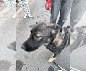 Anatolian Shepherd-German Shepherd Dog Mix Dogs for adoption in Cupertino, CA, USA