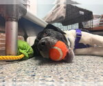 Small Photo #3 Pointer-Unknown Mix Puppy For Sale in Sayreville, NJ, NJ, USA