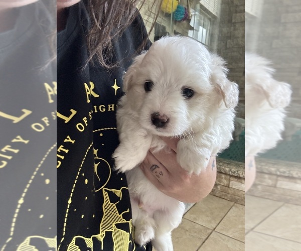 Medium Photo #1 Maltipom Puppy For Sale in CONWAY, SC, USA