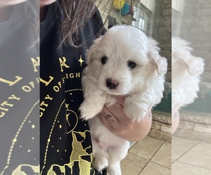 Maltipom Puppy for sale in CONWAY, SC, USA