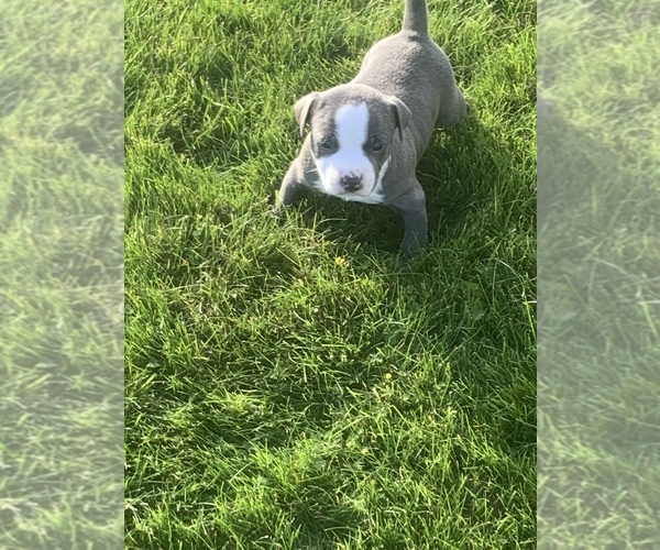 Medium Photo #1 American Bully Puppy For Sale in MAPLE HEIGHTS, OH, USA