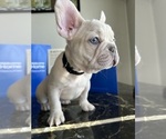 Small #11 French Bulldog