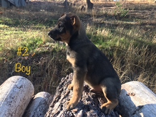 Medium Photo #3 Australian Cattle Dog Puppy For Sale in GRANTS PASS, OR, USA