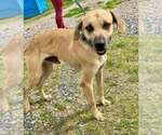 Small #1 Black Mouth Cur Mix