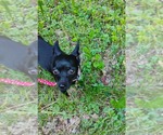 Small #2 Chihuahua