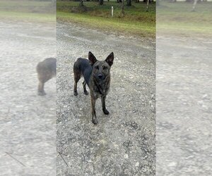 Dutch Shepherd -Unknown Mix Dogs for adoption in Imlay City, MI, USA