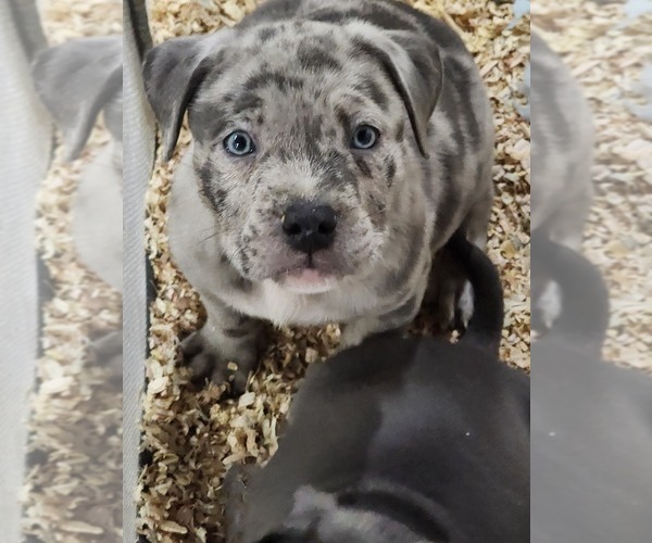 Medium Photo #1 American Bully Puppy For Sale in ROCKFORD, IL, USA