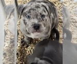 Small American Bully