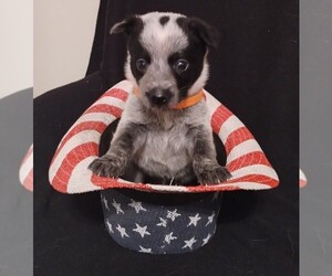 Australian Cattle Dog Puppy for Sale in LAURENS, South Carolina USA
