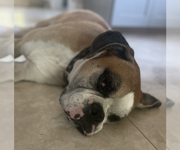 Medium Photo #2 Boxer Puppy For Sale in  Katy, TX, USA