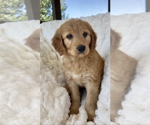 Goldendoodle Puppy for sale in RANDOLPH, WI, USA