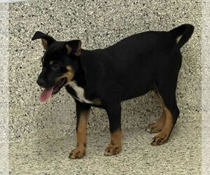 Boxer-Unknown Mix Dogs for adoption in Mechanicsburg, PA, USA