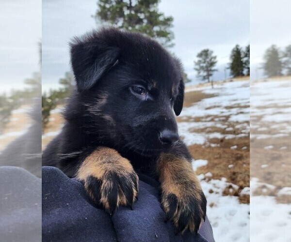 Medium Photo #13 German Shepherd Dog Puppy For Sale in LIVERMORE, CO, USA