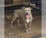 Small #1 American Pit Bull Terrier Mix