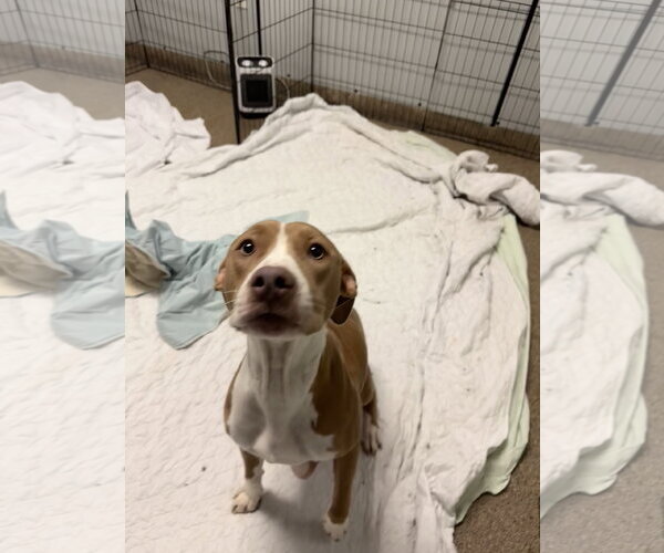 Medium Photo #12 Mutt Puppy For Sale in Sanford, FL, USA