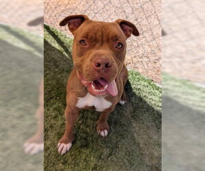 Brown Sugar - Male Mutt Dog for Adoption - Photo #4
