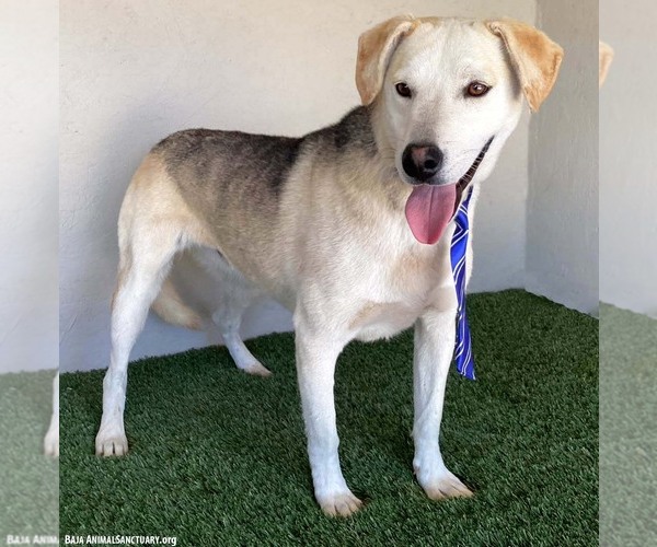 Medium Photo #3 Siberian Husky-Unknown Mix Puppy For Sale in San Diego, CA, USA