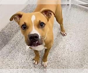 TATER TOT - Male Boxer-Unknown Mix Dog for Adoption - Photo #2