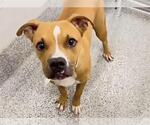 Small Photo #2 Boxer-Unknown Mix Puppy For Sale in Houston, TX, USA