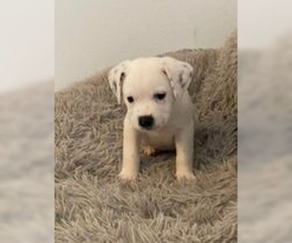 Medium Photo #5 Beagle-Unknown Mix Puppy For Sale in Tampa, FL, USA