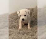 Small #4 Beagle Mix