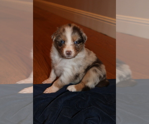 Australian Shepherd Puppy for sale in CANYON CNTRY, CA, USA