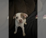 Puppy 3 Chihuahua