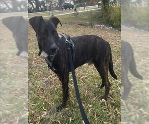 Labrador Retriever-Unknown Mix Dogs for adoption in San Antonio, TX, USA