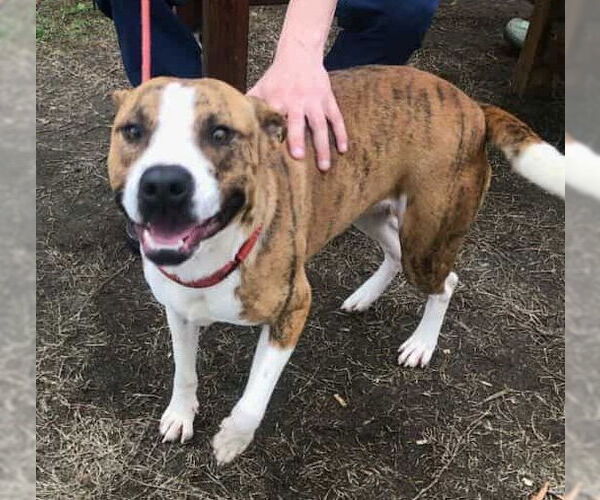 Medium Photo #2 Boxador Puppy For Sale in Orangeburg, SC, USA