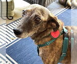 Small #6 Feist Terrier Mix