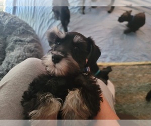 Schnauzer (Miniature) Puppy for sale in COLUMBUS, OH, USA