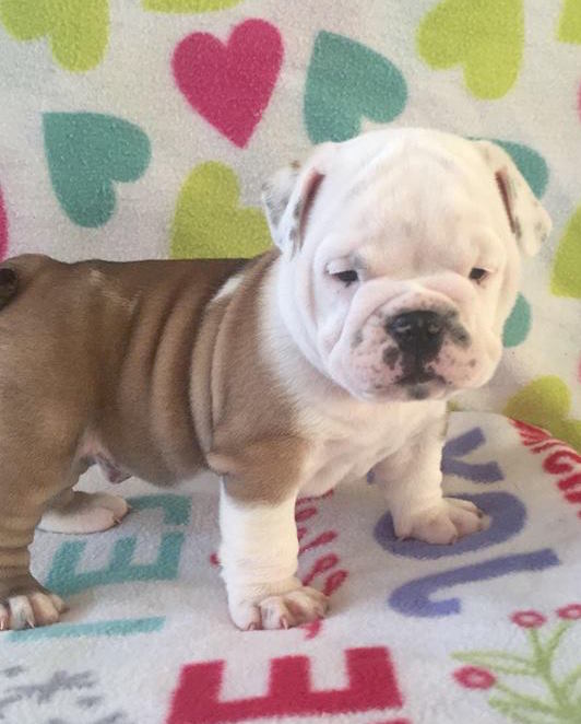 View Ad English Bulldog Puppy for Sale near South