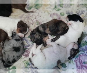 View Ad: Bloodhound-Poodle (Standard) Mix Litter of Puppies for Sale ...