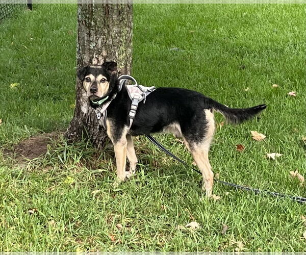 Medium Photo #13 Jack-A-Bee Puppy For Sale in Princeton, MN, USA