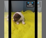 Zion - Male Poodle (Toy)-Zuchon Mix Puppy for Sale - Photo #2